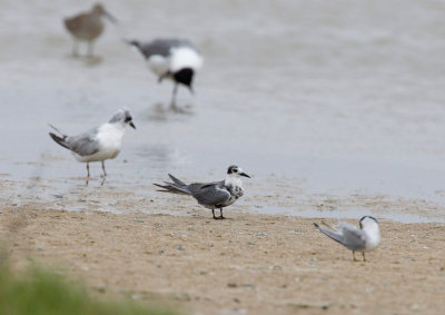 Black Tern (Chlidonias niger)