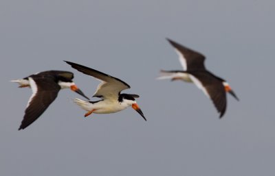 Black Skimmer (Rynchops niger)