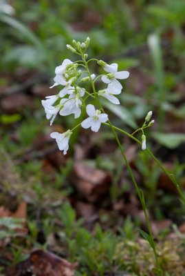 Kryptrav (Arabis procurrens)