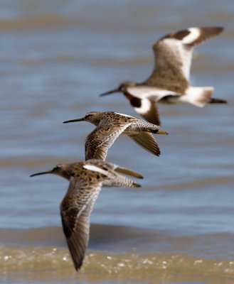 Short-billed Dowitcher (Limnodromus griseus)