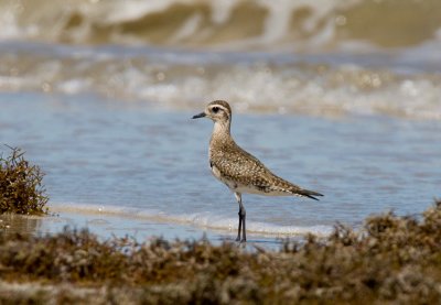 American Golden Plover (Pluvialis dominica)