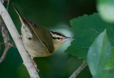 Worm-eating Warbler (Helmitheros vermivorum)