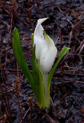 Vit skunkkalla (Lysichiton camtschatcensis)