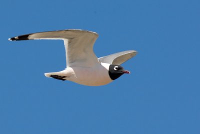 Franklins Gull (Leucophaeus pipixcan)