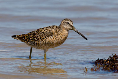 Short-billed Dowitcher (Limnodromus griseus)