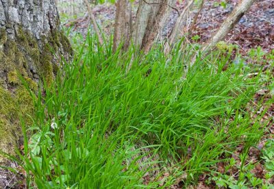 Lundslok (Melica uniflora)