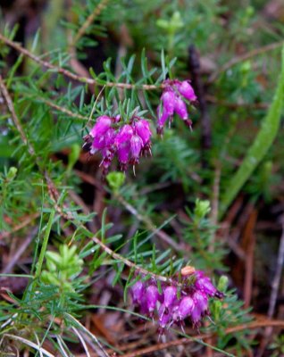 Vrljung (Erica carnea)