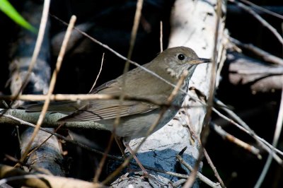 Gray-cheeked Thrush (Catharus minimus)