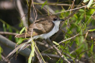 Black-billed Cuckoo (Coccyzus erythropthalmus)