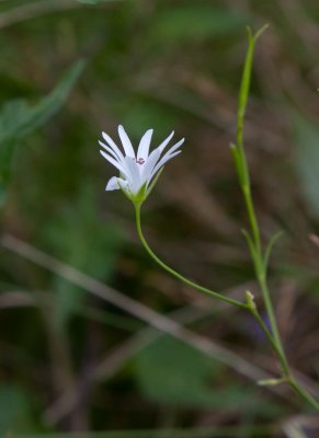 Krrstjrnblomma (Stellaria palustris)