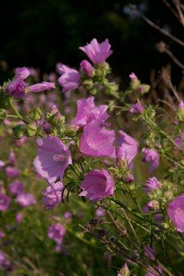 Rosenmalva (Malva alcea)