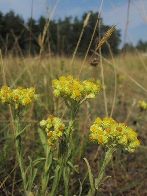 Hedblomster (Helichrysum arenarium)