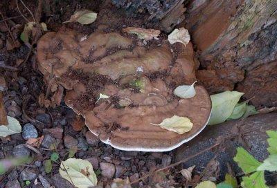 Platticka (Ganoderma  applanatum)