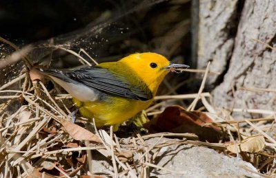 Prothonotary Warbler (Protonotaria citrea)