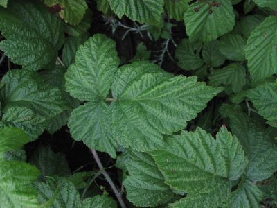 Hasselbjrnbr (Rubus wahlbergii ssp. wahlbergii)