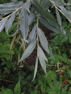 Silverpil (Salix alba f. Sericea)