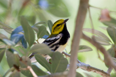 Black-throated Green Warbler (Dendroica virens)