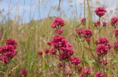 Piprt (Centranthus ruber)