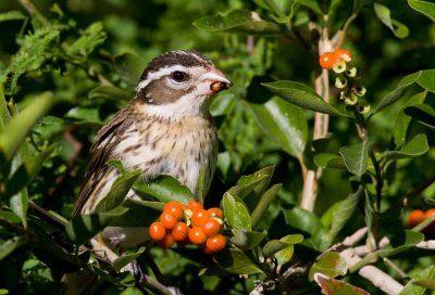 Rose-breasted Grosbeak (Pheucticus ludovicianus)