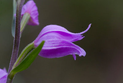 Rd skogslilja (Cephalanthera rubra)