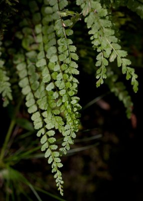 Brunbrken (Asplenium adulterinum)