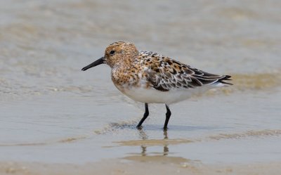 Sanderling (Calidris alba)