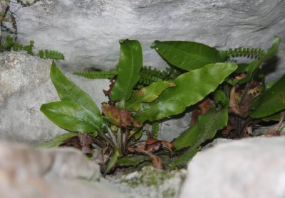 Hjorttunga (Asplenium scolopendrium)