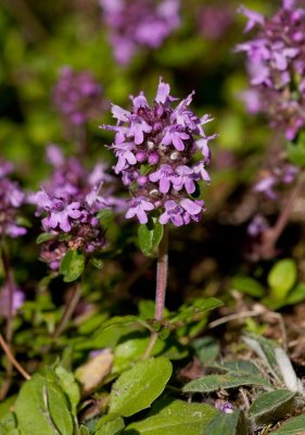 Stortimjan (Thymus pulegioides)