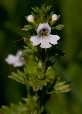 Svensk gontrst (Euphrasia stricta var. suecica)