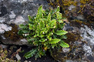 Mjltbrken (Asplenium ceterach)