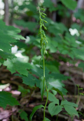 Kal knipprot (Epipactis phyllanthes)