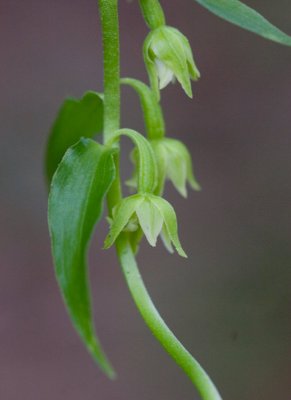 Kal knipprot (Epipactis phyllanthes)