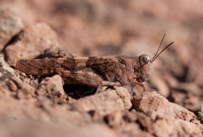 Blvingad grshoppa (Sphingonotus caerulans)