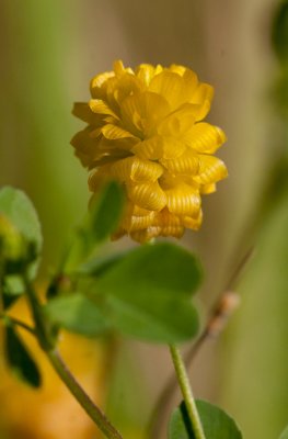 Jordklver (Trifolium campestre)