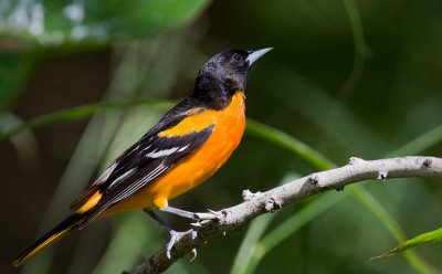 Baltimore Oriole (Icterus galbula)