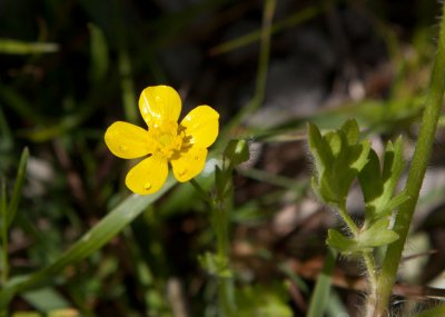 Sydsmrblomma (Ranunculus sardous)