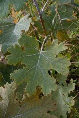 Hybridvippvallmo (Macleaya x kewensis.)