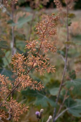 Hybridvippvallmo (Macleaya x kewensis.)