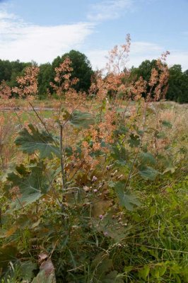 Hybridvippvallmo (Macleaya x kewensis.)