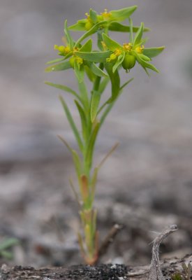 Småtörel (Euphorbia exigua)