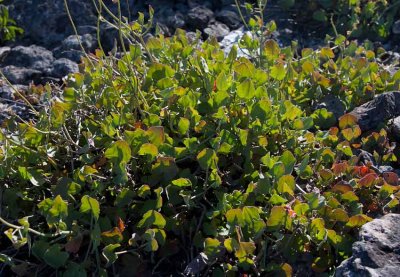 Skldsyra (Rumex scutatus)