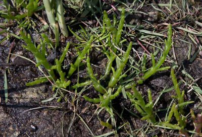 Glasört (Salicornia maritima)