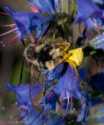 Blomkrabbspindel (Misumena vatia)