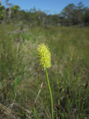 Kärrlilja (Tofieldia calyculata)