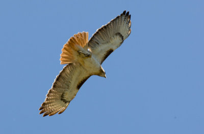 Red-tailed Hawk (Buteo jamaicensis)