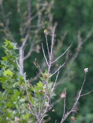 Rufous-capped Warbler (Basileuterus rufifrons)