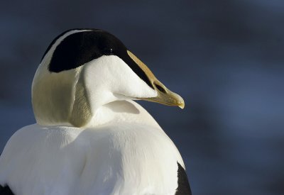 Common Eider (Somateria mollissima)