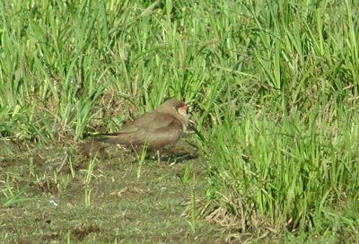 Collared Pratincole (Glareola pratincola)