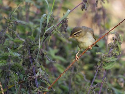 Raddes Warbler (Phylloscopus schwarzi)