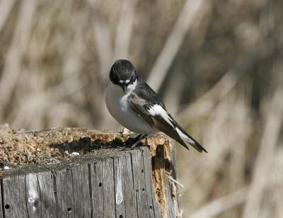 Pied Flycatcher (Ficedula hypoleuca)